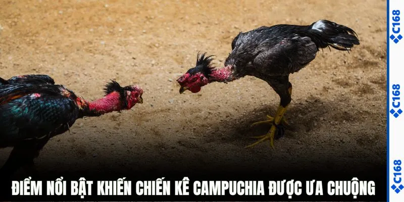 Điểm nổi bật khiến chiến kê Campuchia được ưa chuộng